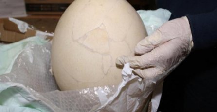 Pronašli divovsko prethistorijsko jaje najveće izumrle ptice