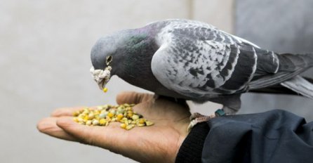 Golub se uvijek vraća kući