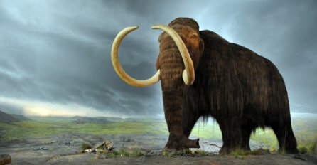 Možemo očekivati povratak mamuta?