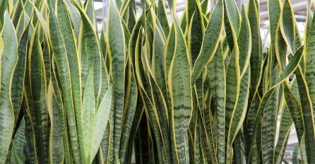 Svekrvin jezik - biljka koja čisti zrak u vašem domu
