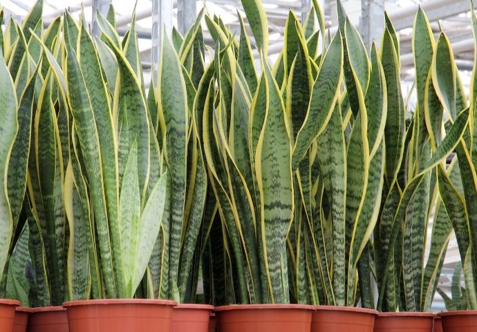 Svekrvin jezik - biljka koja čisti zrak u vašem domu