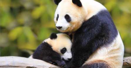 Pogledajte neprocjenjiv način zabave mama pande i njenog mladunčeta!