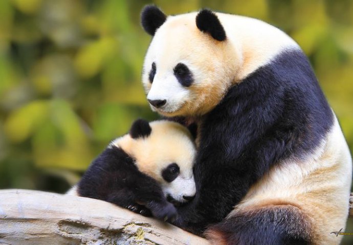 Pogledajte neprocjenjiv način zabave mama pande i njenog mladunčeta!
