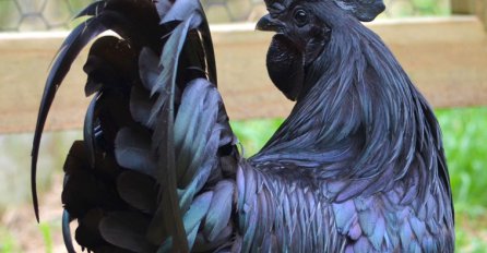 Crn od glave do pete: Najskuplji pijetao na svijetu