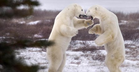 Pogledajte borbu polarnih medvjeda koja se rijetko viđa izvan ringa!