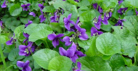 Znate li legendu o malenoj ljubičici?