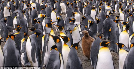 Pronađite mladog pingvina u kaputu od perja u ovoj kraljevskoj skupini