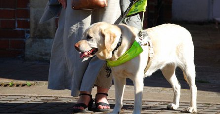 Električni automobili opasnost na cestama za slijepe i slabovidne ?!