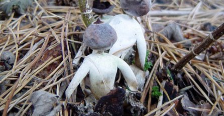Gljiva koja izgleda kao ljudi!