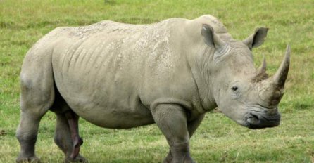 Šok u Nepalu: Nosorog zalutao u grad i usmrtio staricu!