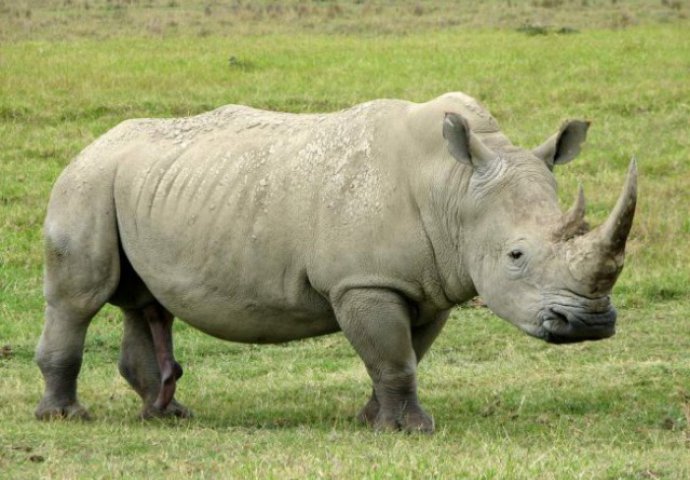 Šok u Nepalu: Nosorog zalutao u grad i usmrtio staricu!