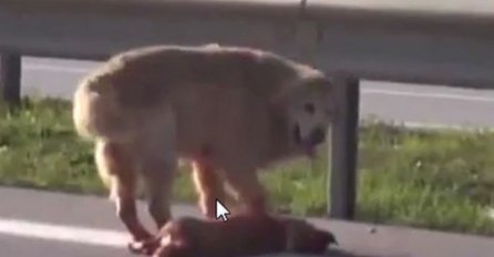 Najvjerniji prijatelj:  Upoznajte zlatnog retrivera koji je spasio svog prijatelja od sigurne smrti!