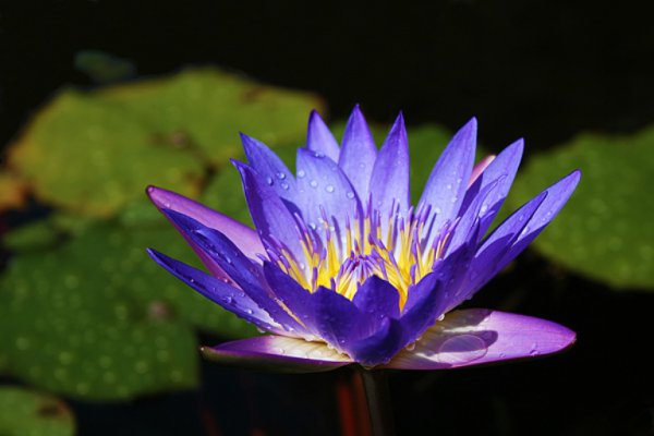 collins-water-lily