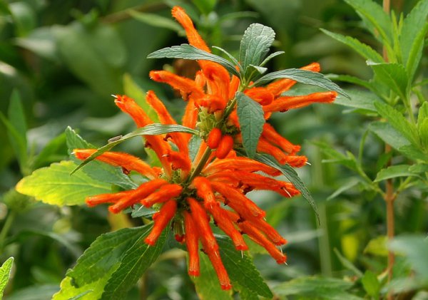 leonotis-leonurus-orange