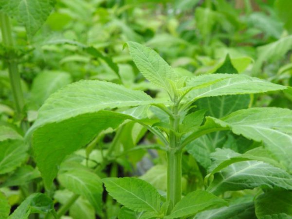 salvia-divinorum-closeup