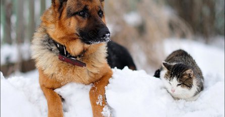 SMJEHOTRES: Pogledajte kako se mačke i psi zabavljaju u snijegu