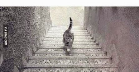 Testirajte vid: Da li ova mačka ide gore ili dolje?