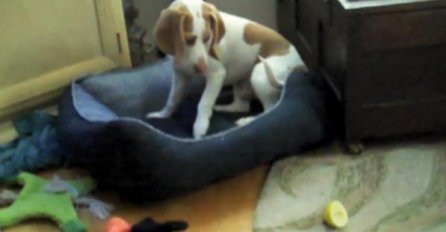 VIDEO: Simpatični pas i njegov neprijatelj limun