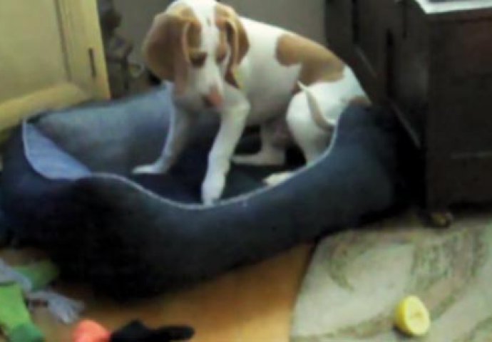VIDEO: Simpatični pas i njegov neprijatelj limun