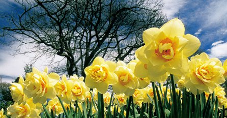 8 karakteristika ljudi rođenih u aprilu