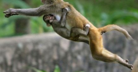 Evo kako majmuni koče razvoj interneta u Indiji