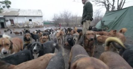 Mladić iz Srbije svakog dana vodi nevjerovatnu brigu o napuštenim psima