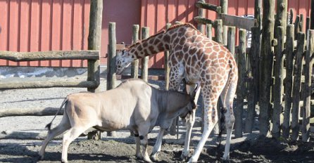 Antilopa usmrtila žirafu pred desecima prestravljene djece