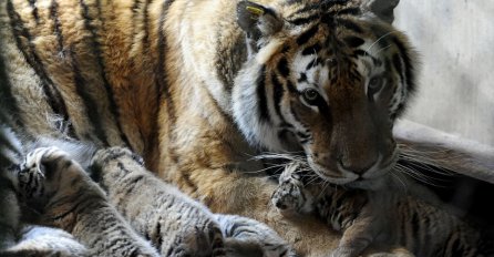 Sibirska tigrica rodila petero divnih tigrića