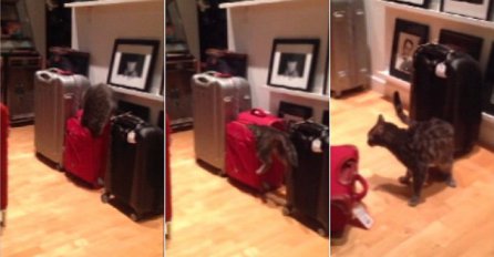 Pogledajte vratolomije ovog znatiželjnog mačka