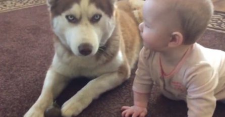 Haski i beba u igri - pogledajte video!