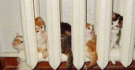 Životinje zaista vole uživati na suncu i toploti