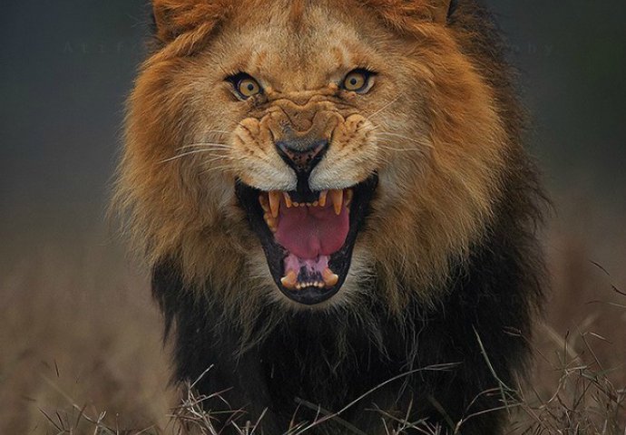 Fotografija koja ga je umalo koštala glave