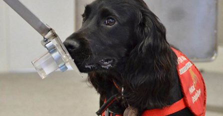 SPEKTAKULARNO OTKRIĆE: Psi mogu pomoći u detekciji raka