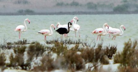 JEDINSTVEN: Otkriven jedini crni flamingo na svijetu