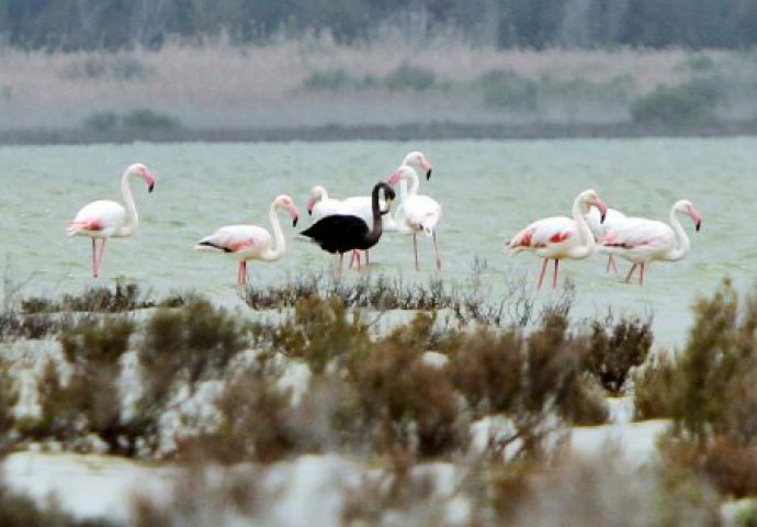 JEDINSTVEN: Otkriven jedini crni flamingo na svijetu