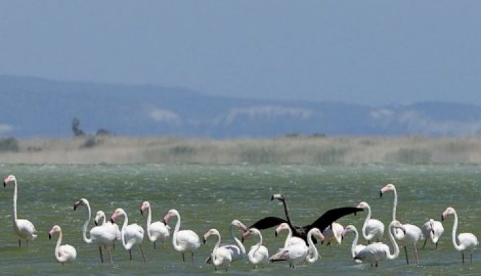 598149-crni-flamingo-foto-tanjug-ap-f