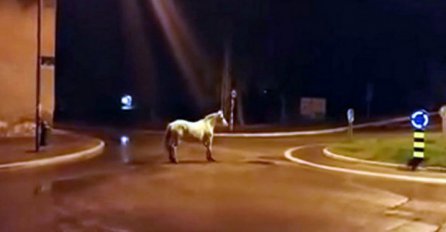 MISTERIJA: Sjenicom 'prošetao' bijeli konj, a onda se dogodilo nešto neočekivano