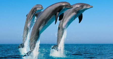 I delfini osjećaju tugu