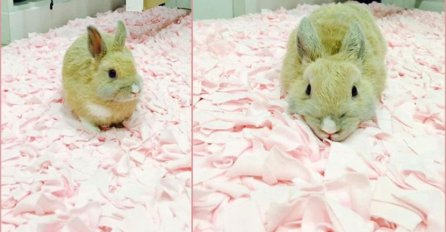 Novi HIT na Internetu: Da li je ovaj zec zelen, žut ili zlatan?