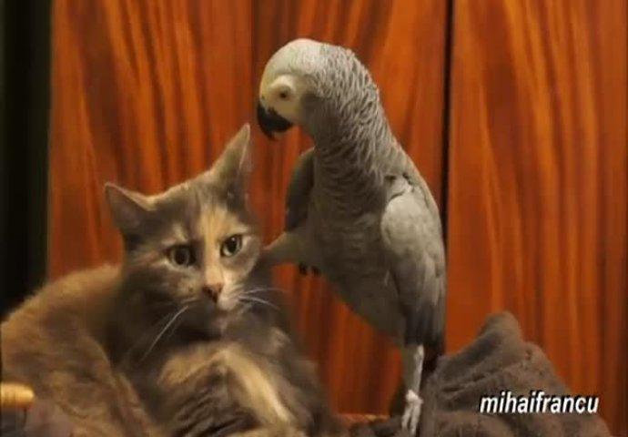 OVO ĆE VAS ODUŠEVITI: Urnebesne igrarije mačaka i pasa sa papagajima koje ostavljaju bez riječi!