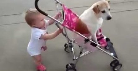 Bebe i psi vode jedni druge u šetnju!