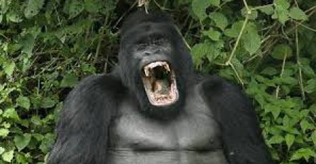 Gorila ničim izazvana pokušala napasti porodicu sa djecom