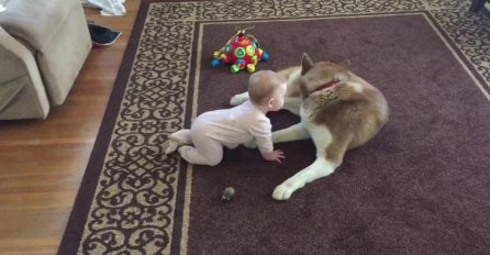 Rastopit će vam srce: Pogledajte neodoljivu igru bebe i haskija