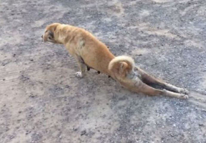 Prvo će vam biti žao ovog psa, a onda ćete promjeniti mišljenje