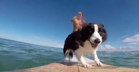 Pogledajte video - psi koji žele postati profesionalni surferi