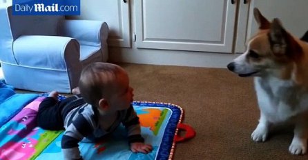 Bratska ljubav bebe i psa