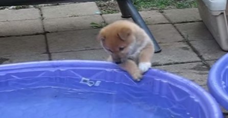 PRESLATKO: Pogledajte kako se ovaj pas svađa sa vodom u bazenu