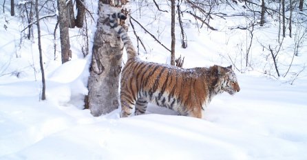 Posjeta jazbini sibirskog tigra