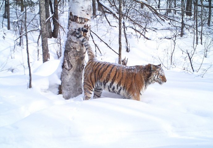 Posjeta jazbini sibirskog tigra