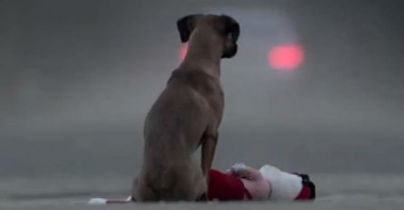 POKLON: Evo zašto je video o ovom psu pogledalo više od milion ljudi